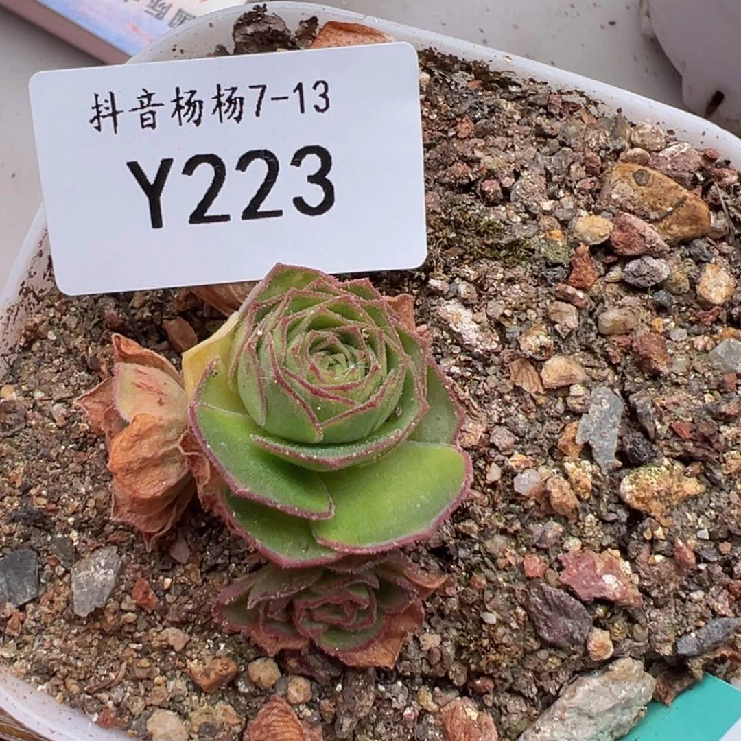 Z***Y杨223 若初x梅萦x各种侧芽 福利