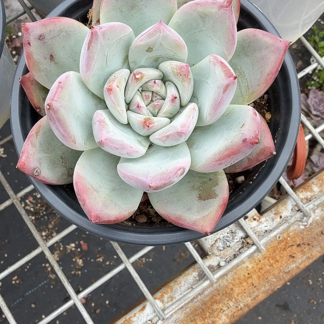 野卡多肉植物精品