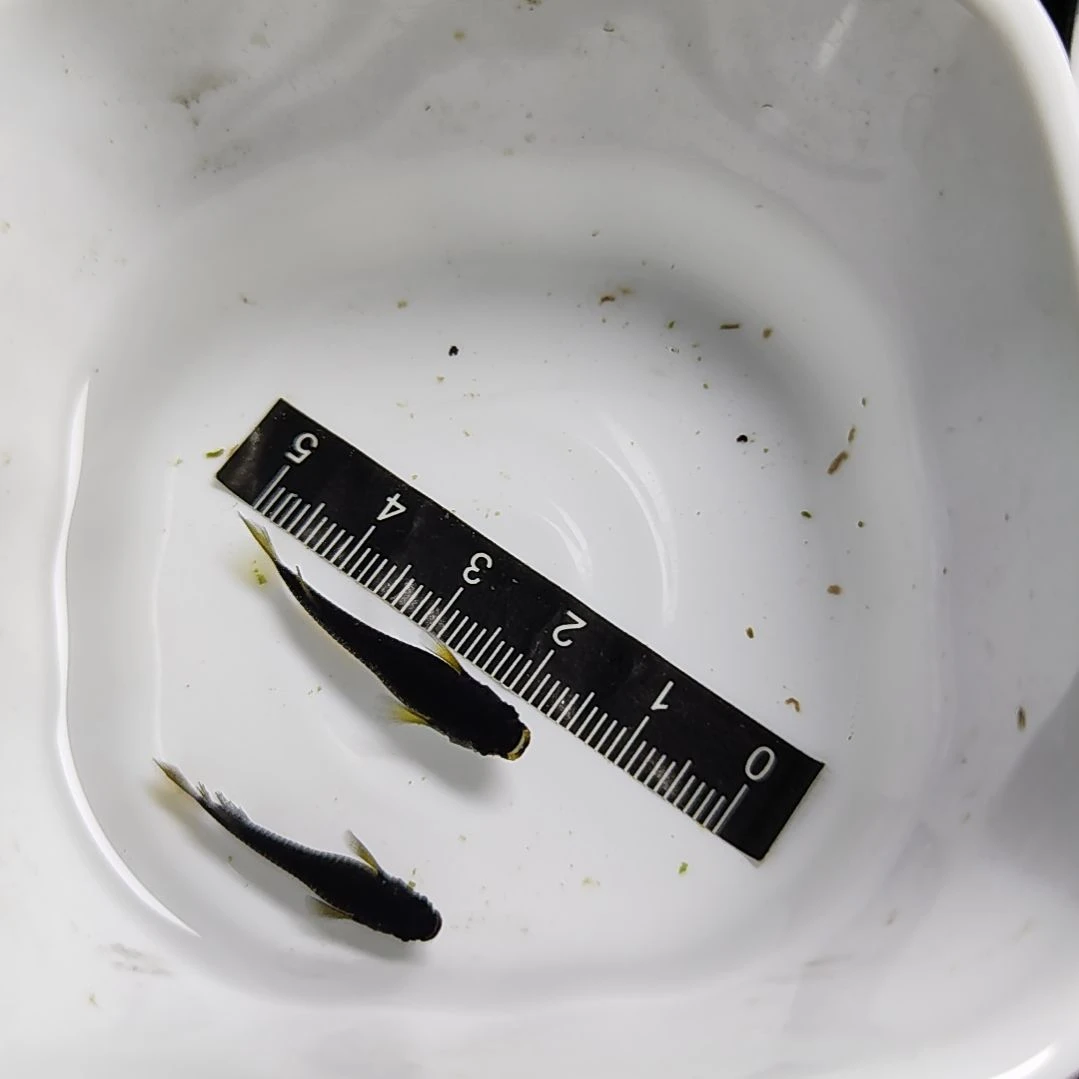 只***眼青鳉鱼一公一母巧克力橙
