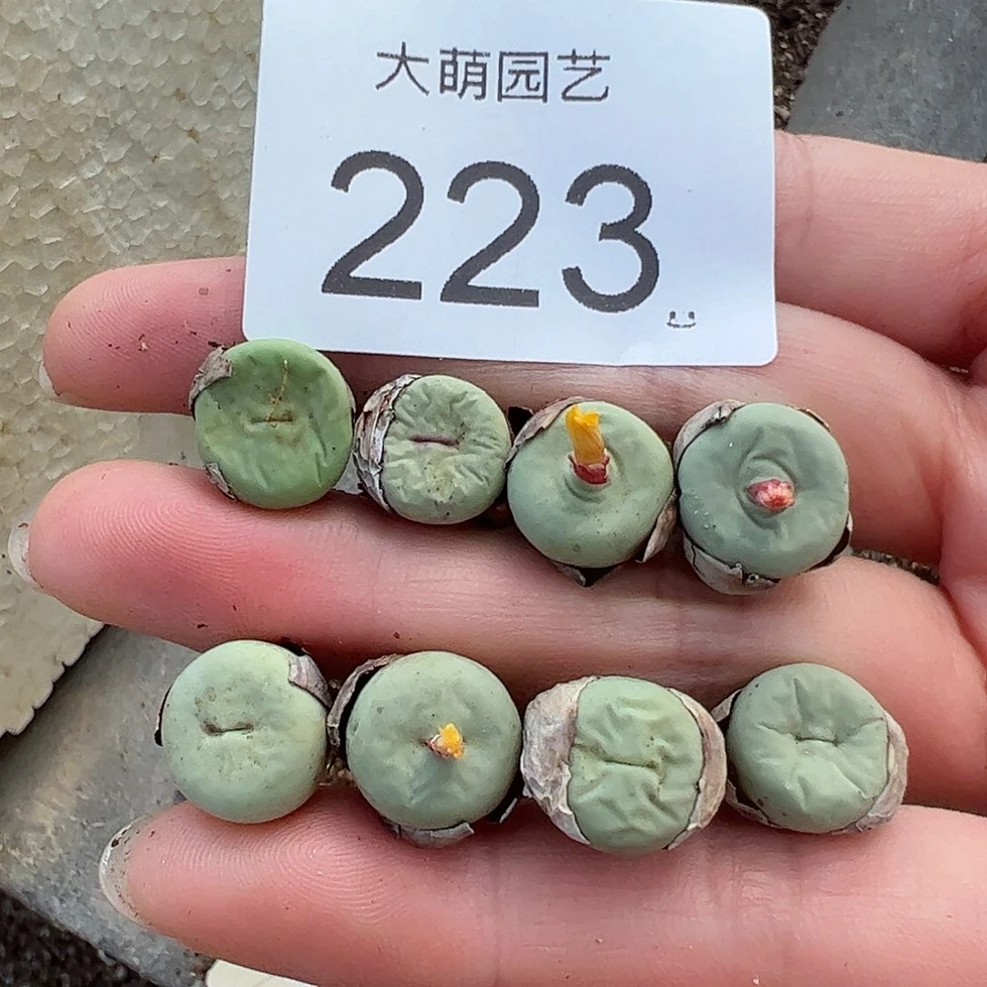 0000221量拍园艺贝特芬红嘴2颗