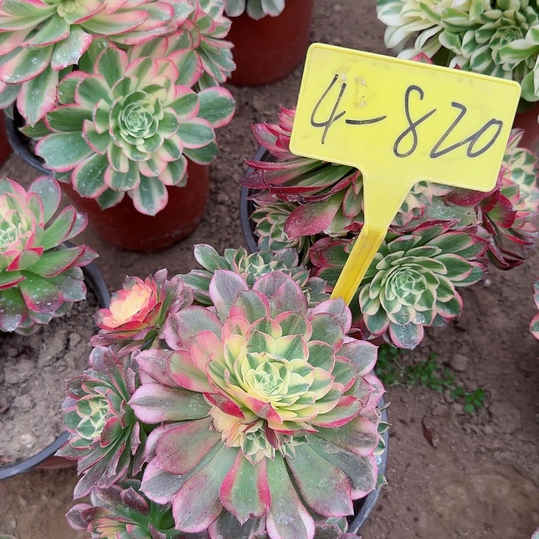 4-820--多头多肉植物