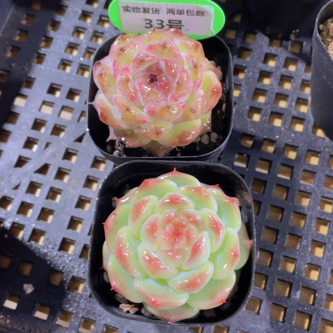 33号 天花板珍妮两颗