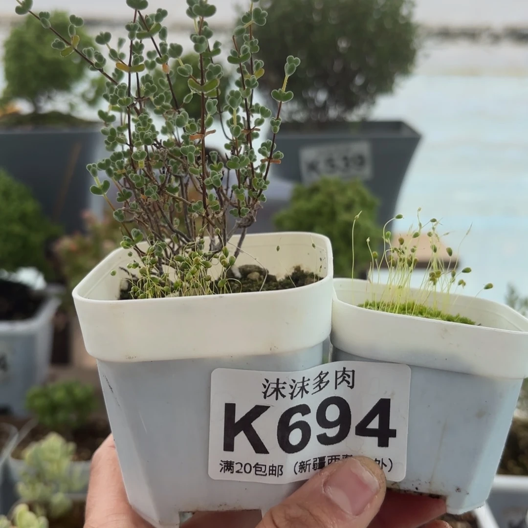 694白底莱斯枝干和苔藓