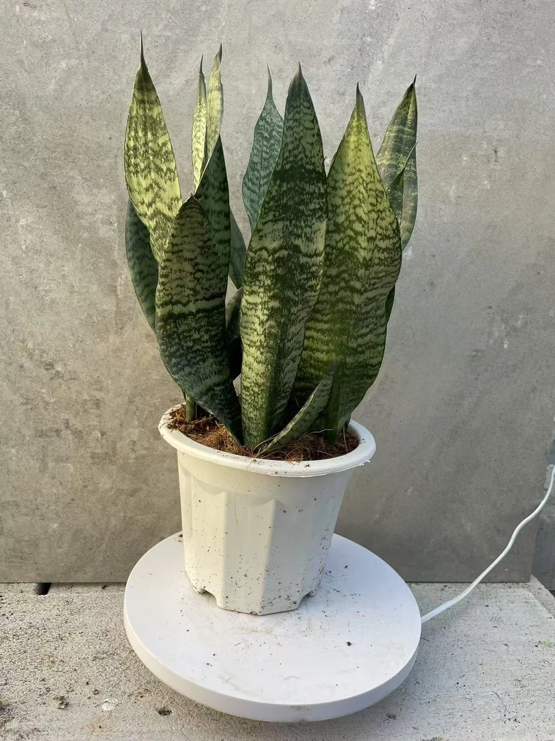 银麦虎皮兰室内懒人绿植好养易活