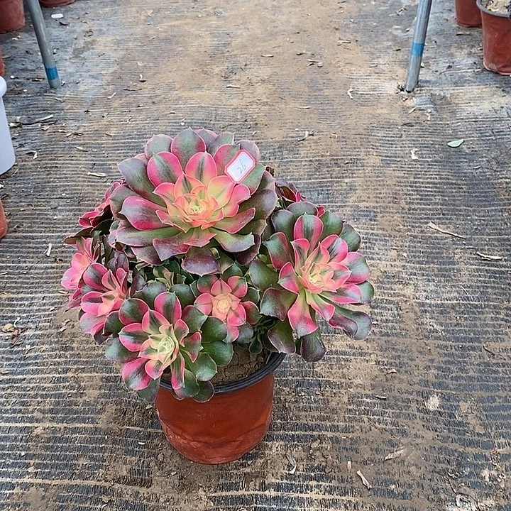 26，香妃多肉1255678899