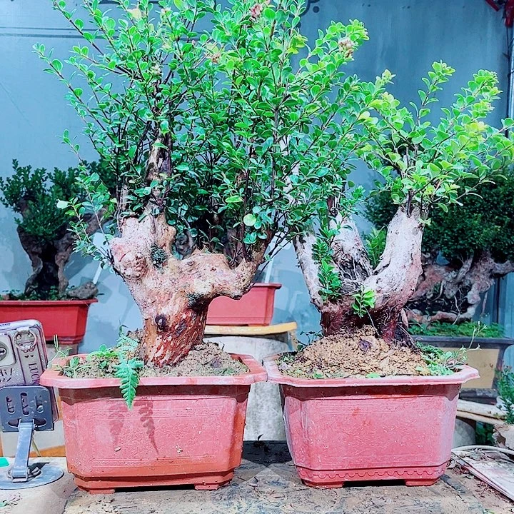 火***人完全开放盆景赤楠