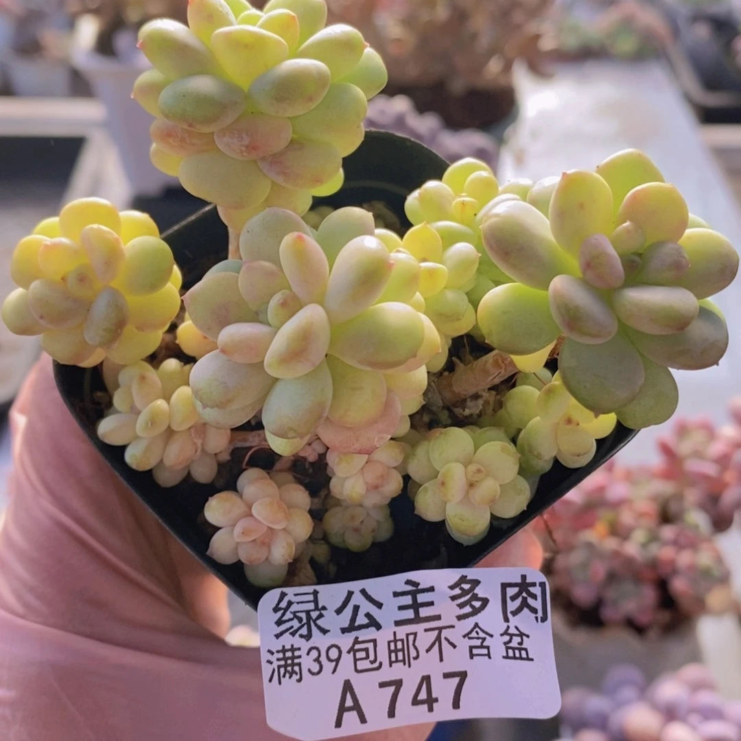 阳光玫瑰8cm747多肉植物