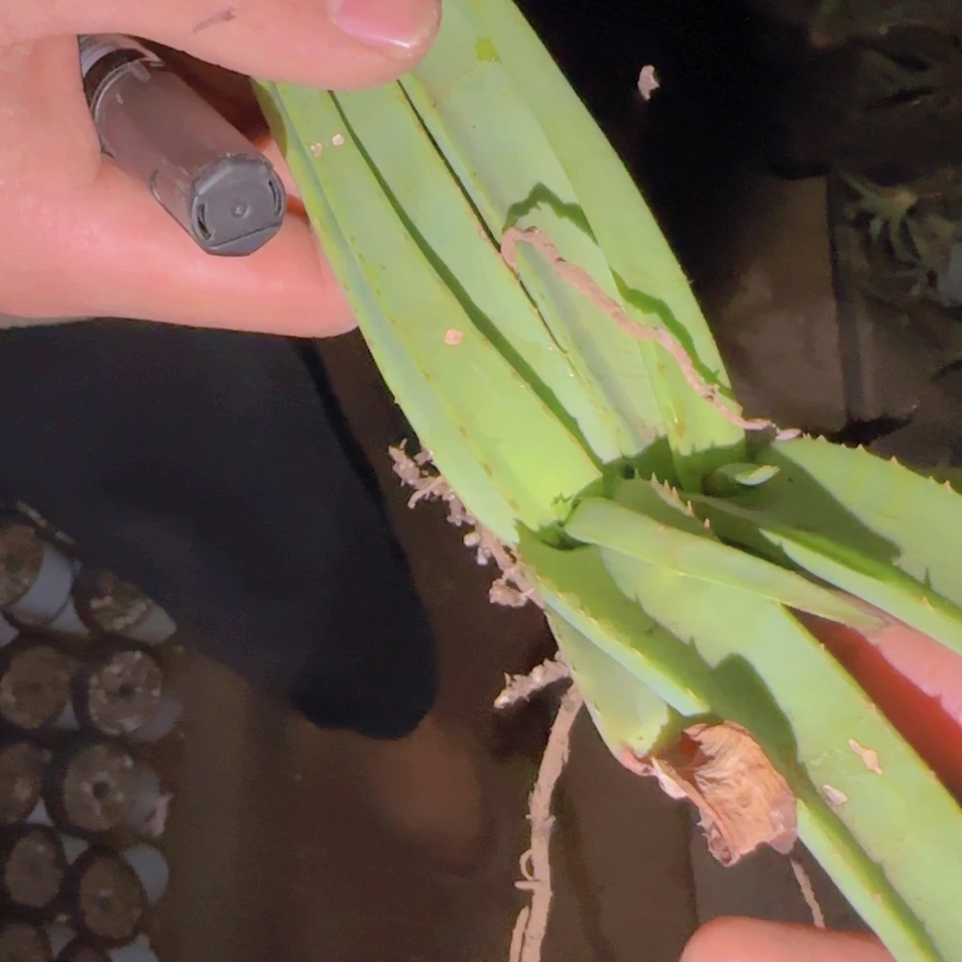 梦***点块根植物块根植物