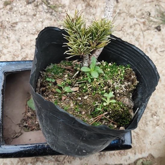 红陶精品矮霸老桩松树