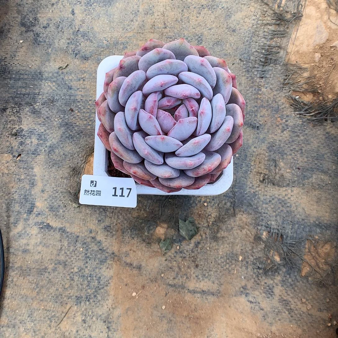 117蒙克多肉植物6666