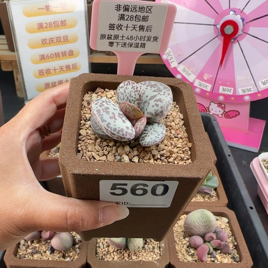 560巨型花旦多肉植物