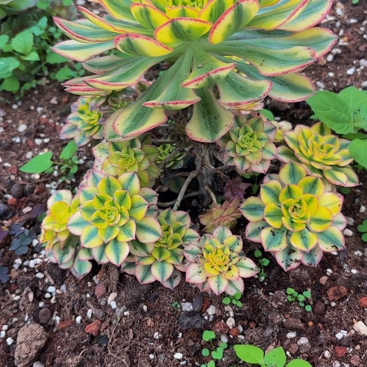 哈哈多肉葡萄福利来5035