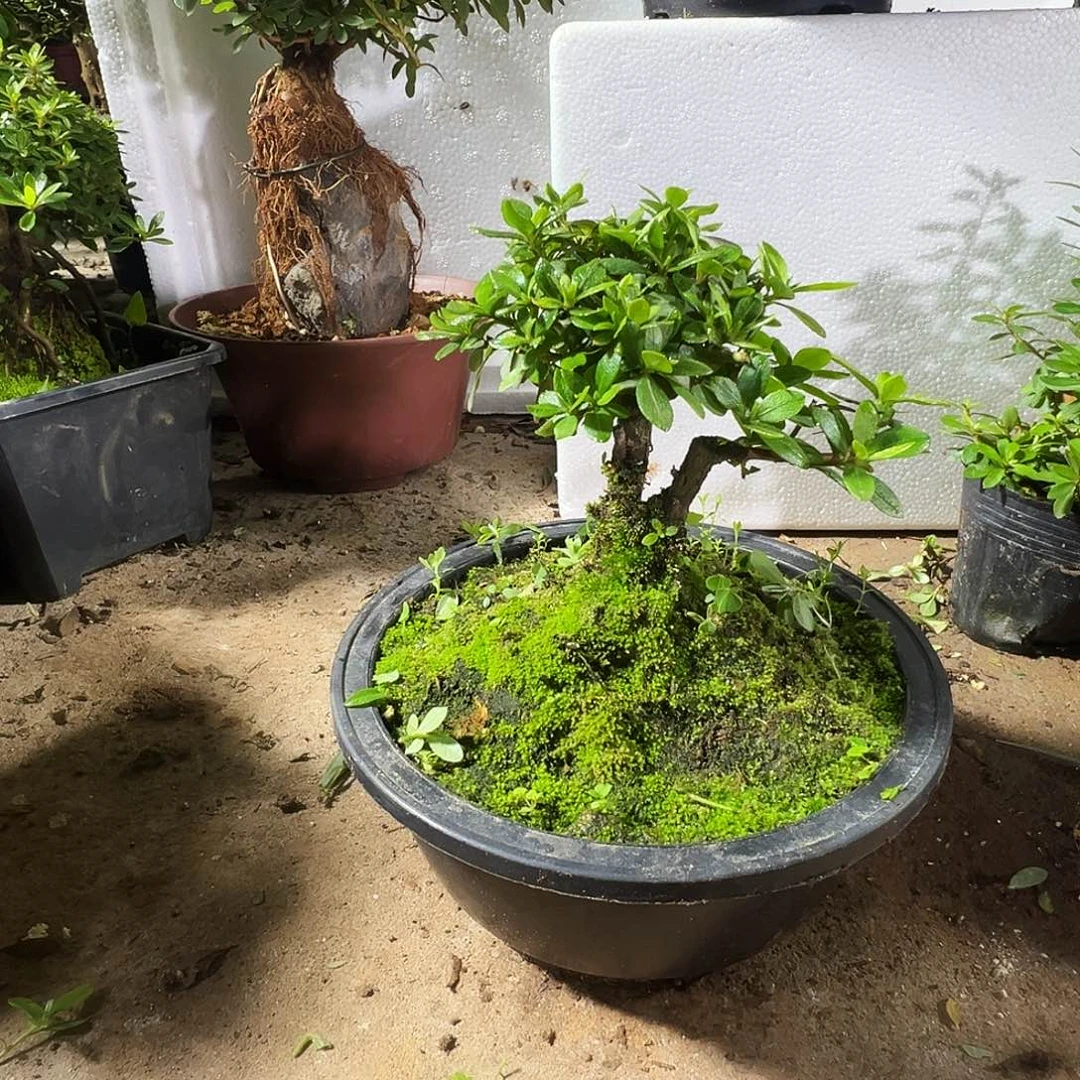 无花朵鹃之舞杜鹃花