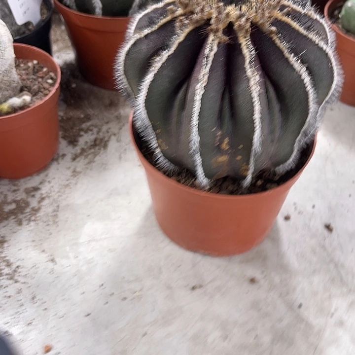 仙人球开花仙人球