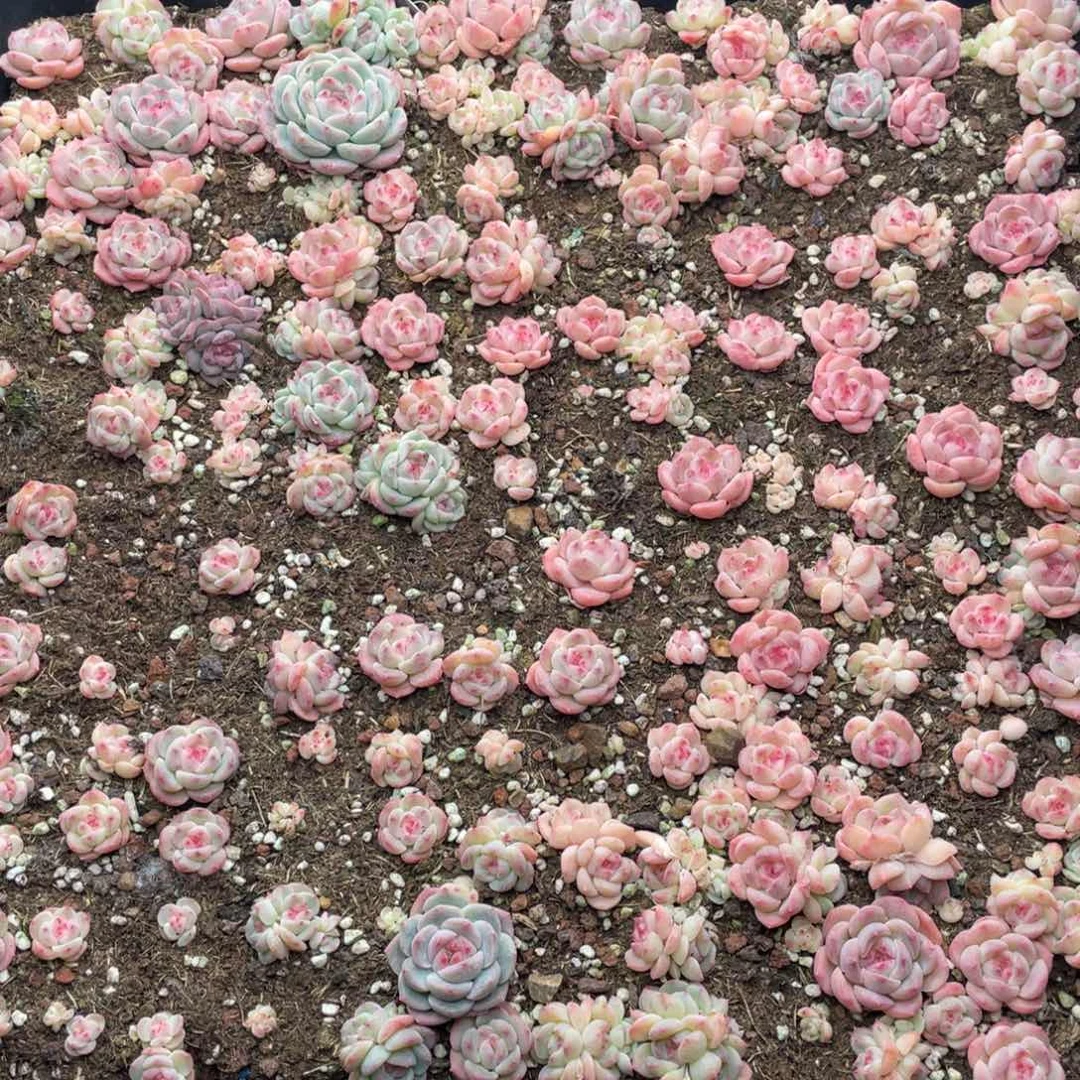 云糖心多肉植物253