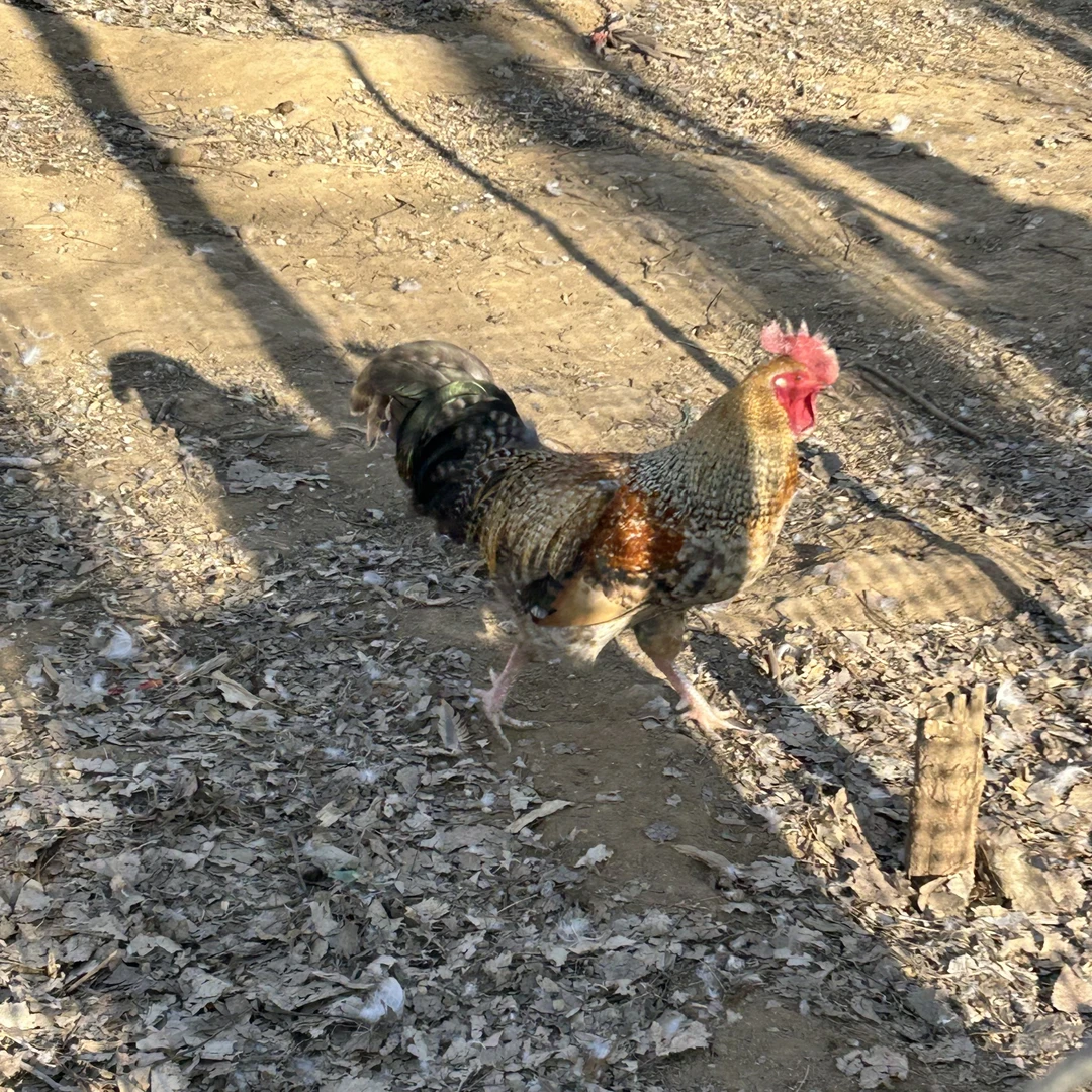 【张大庆】散养正宗柴鸡整只鸡