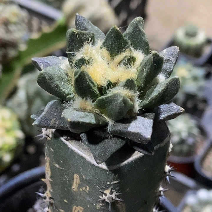 无花朵福利绣普短尤龙角牡丹447