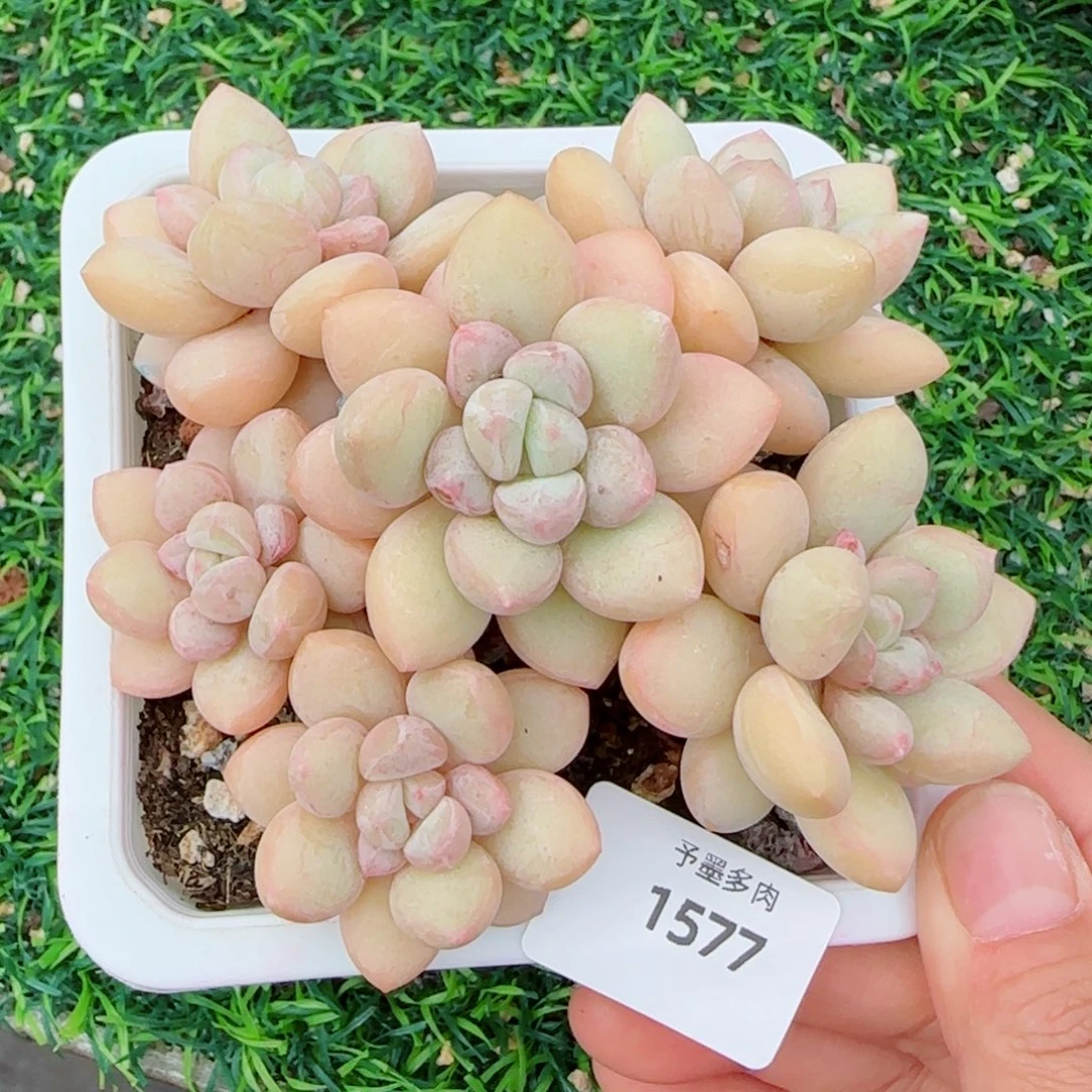 泡泡糖无砍，1577多肉植物