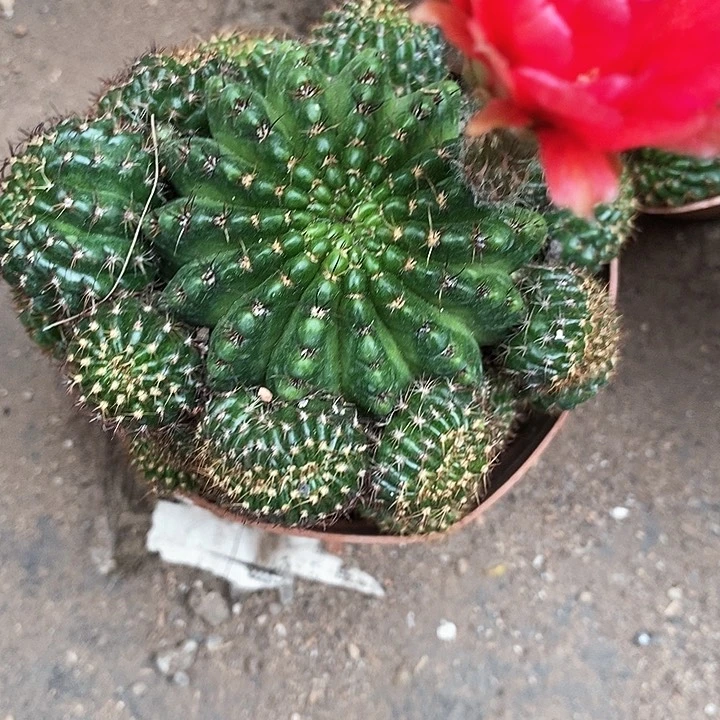 红黑心丽花3578889