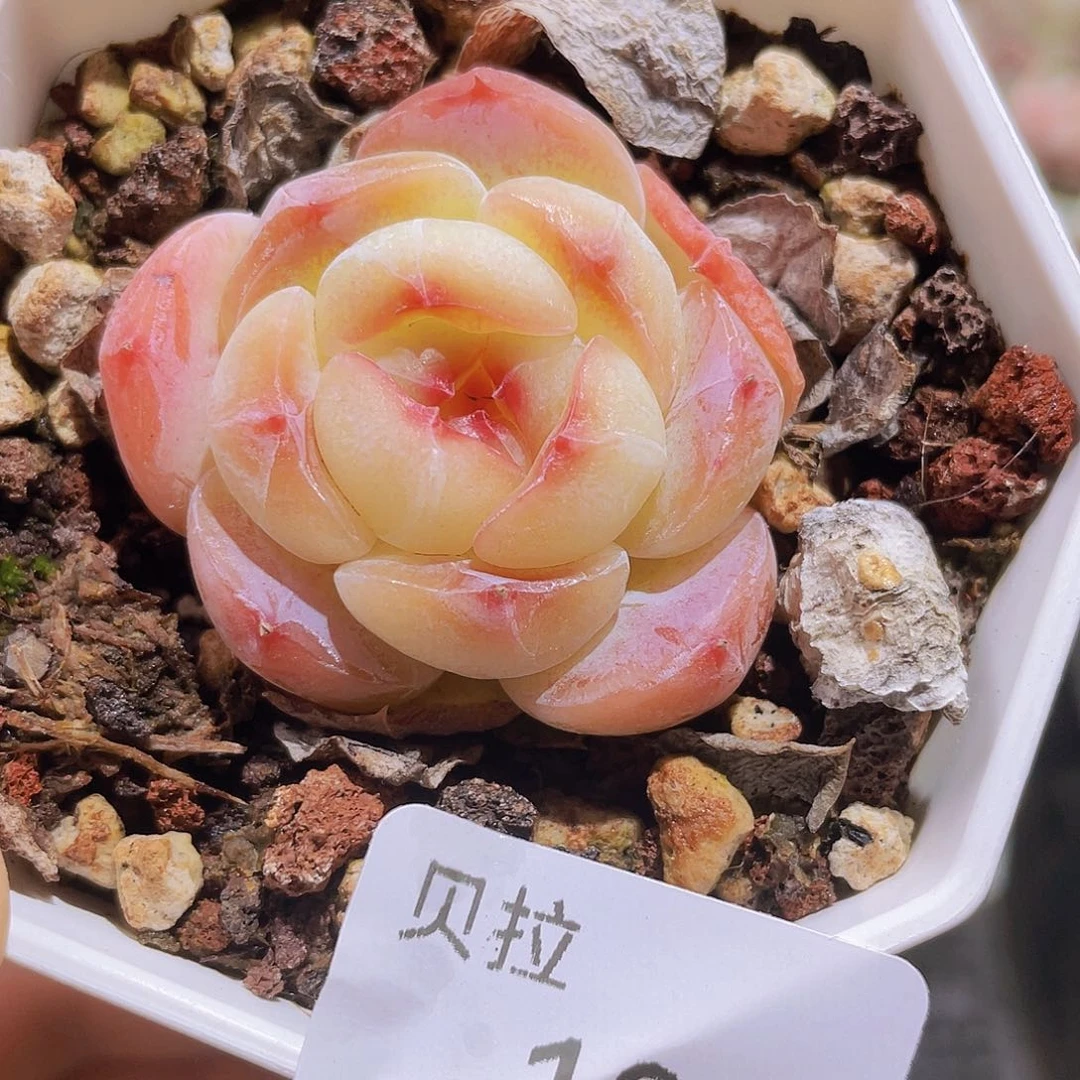 104 精品多肉一物一拍