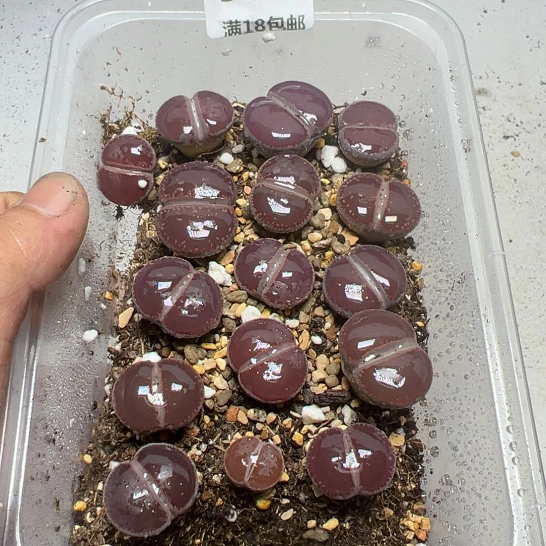 【闪购商品】 379。