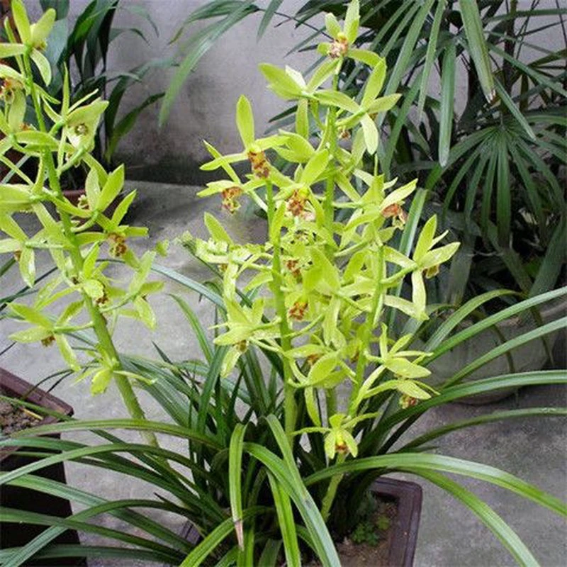 浙江本地兰花苗春兰蕙兰九头兰浓香型花卉绿植好养易活