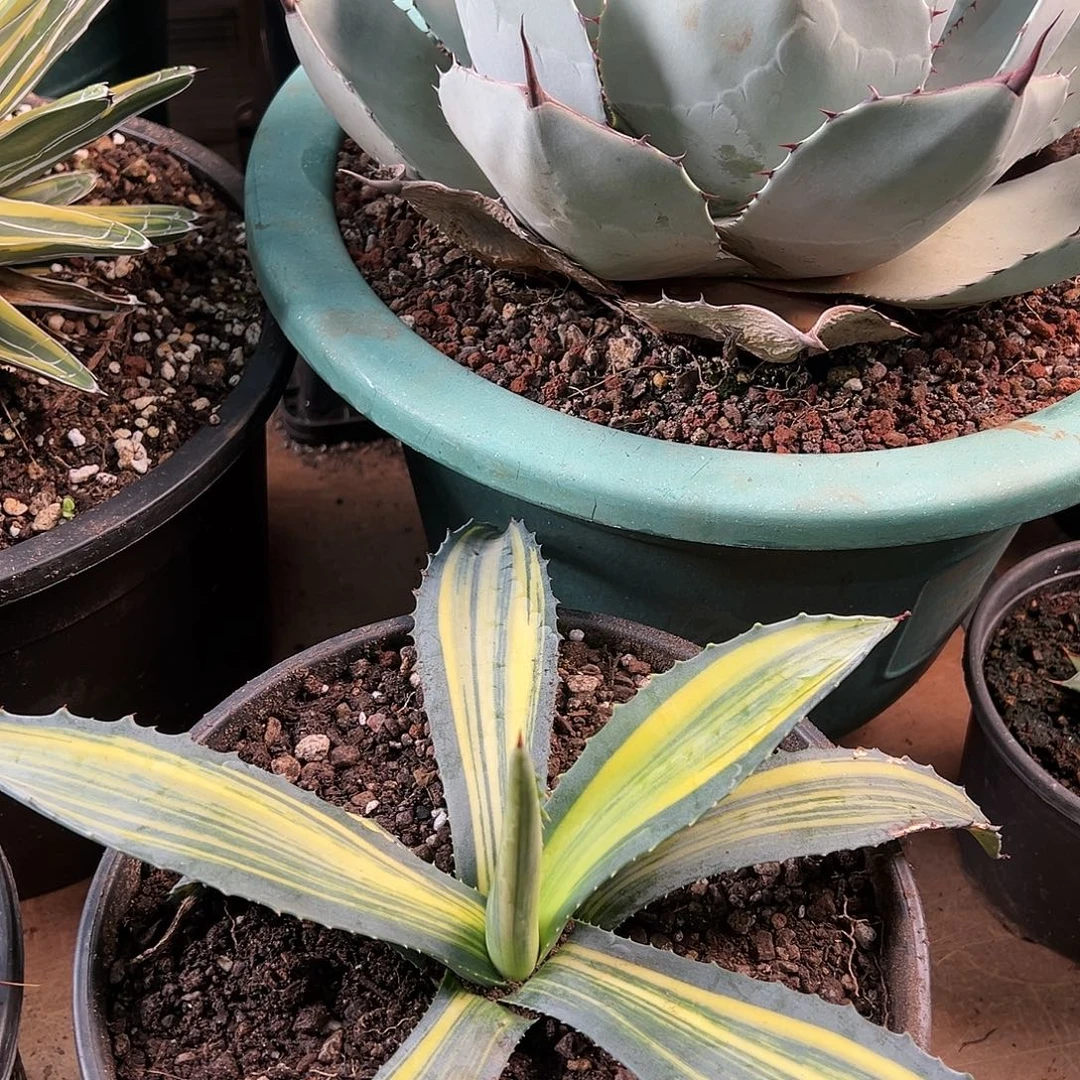 无花朵多肉植物美洲龙縞斑