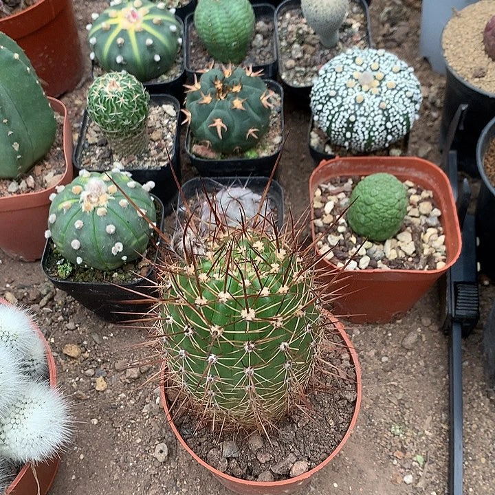 用****533333333333333