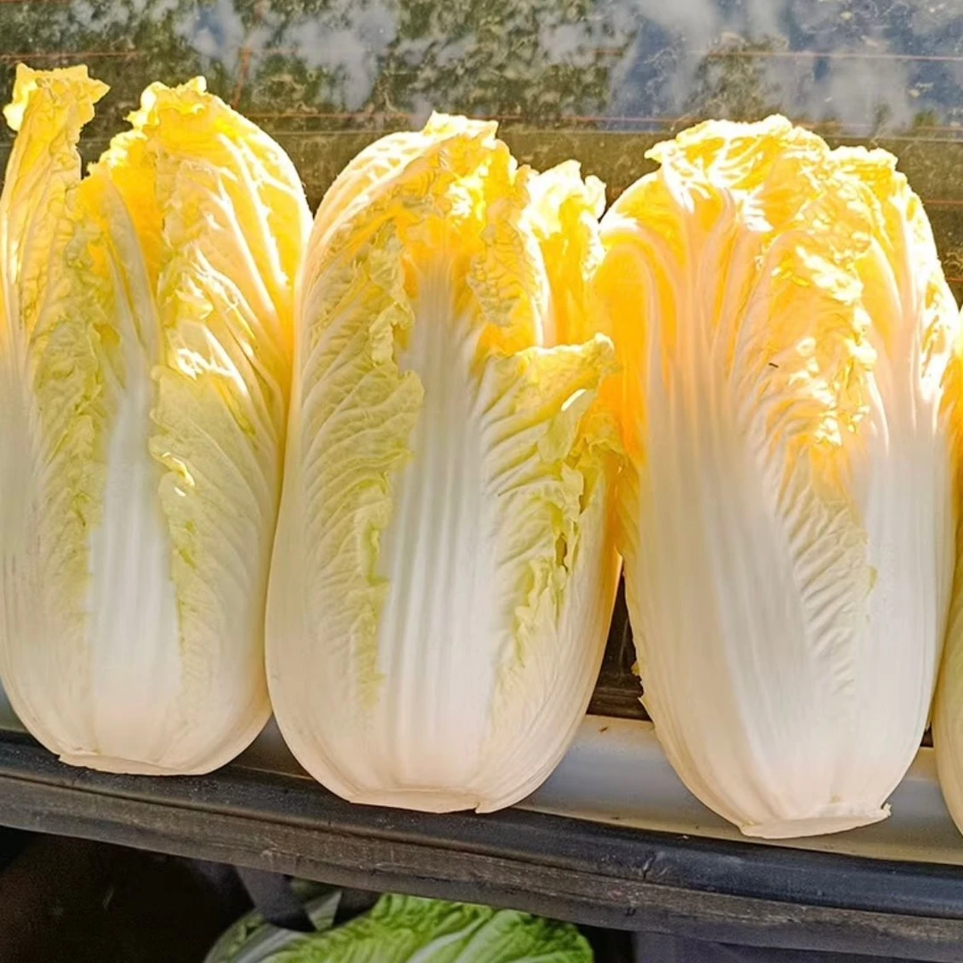 【现砍现发】云南高山新鲜黄心娃娃菜产地现砍现发嫩脆甘甜时令蔬菜