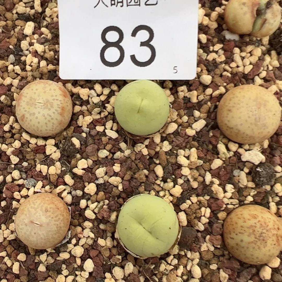 000083量拍母本大鸽子蛋1颗尺寸1.8上下