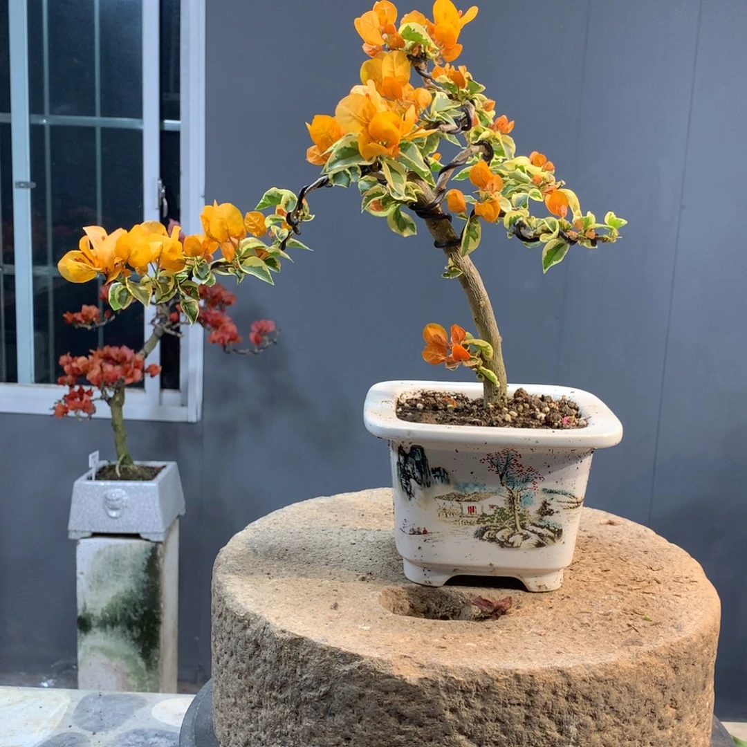 大量花朵（建议范围：8朵-15朵 或40%以上）