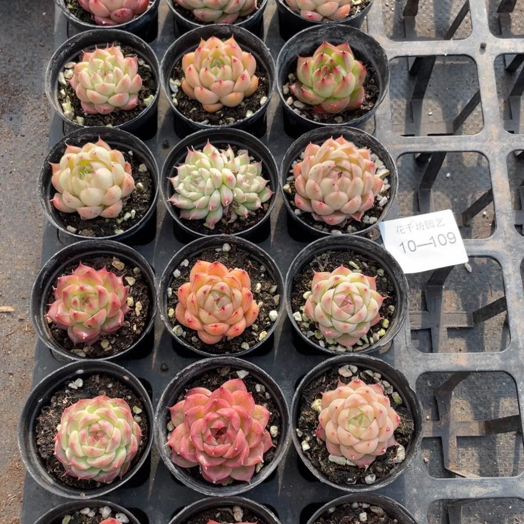 一物一拍18棵10-109