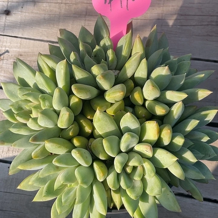 红象牙多肉植物老桩990