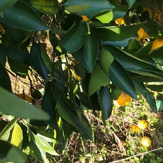 血橙纯甜冰糖橙纯甜多汁冰糖橙锦蜜