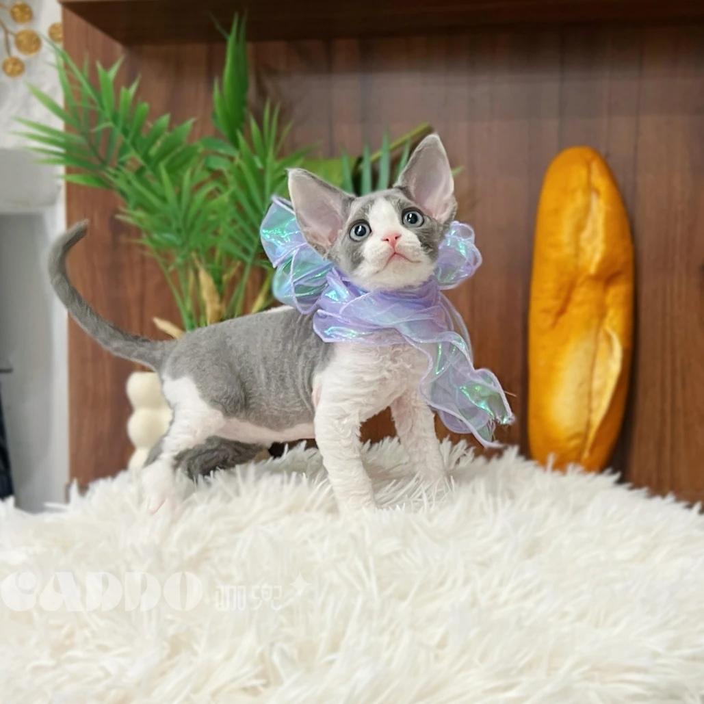 Caddo德文卷毛猫-蓝白开脸妹妹-依依