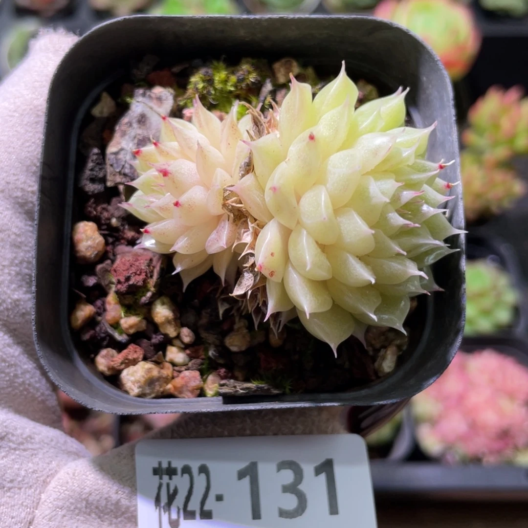 花利美22-131麦秆