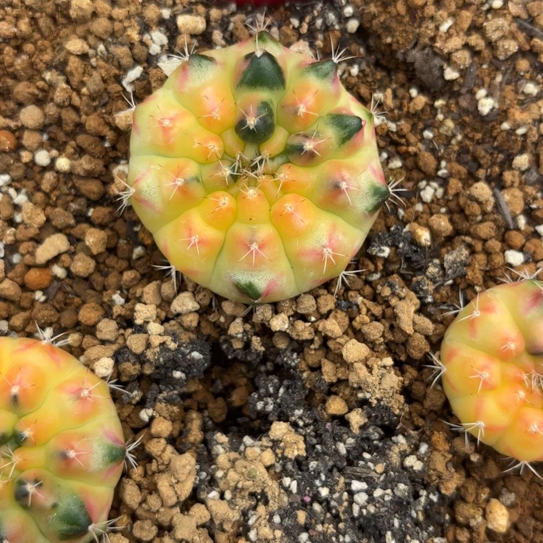 199-1214泰国发货多肉