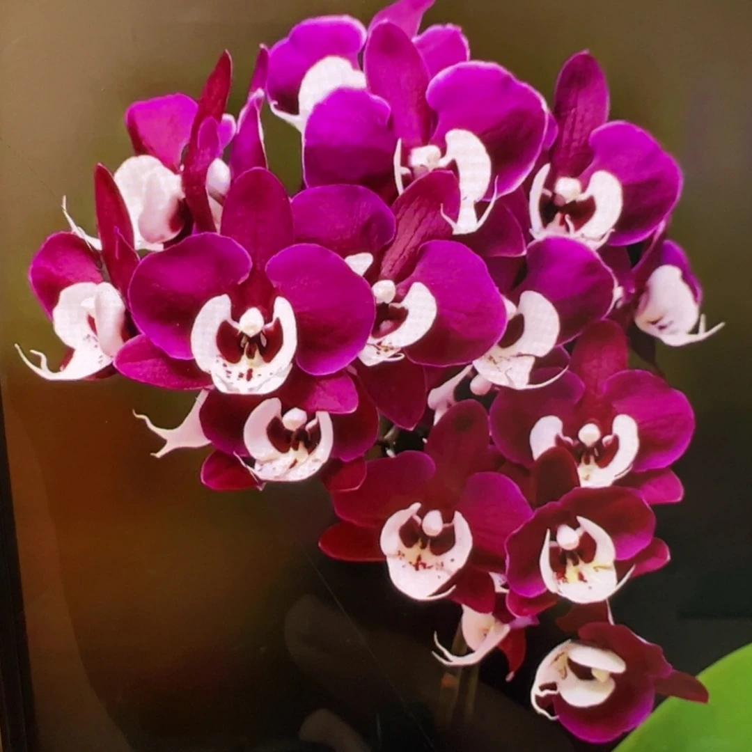 当前无花栽培后可以开花带剑久久团圆新苗凑单发货