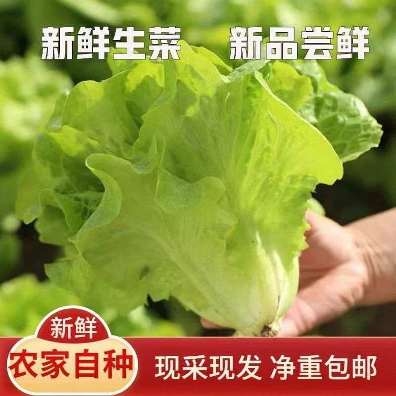 生吃即食意大利奶油生菜新鲜生菜沙拉蔬菜生菜火锅烤肉涮菜一整箱