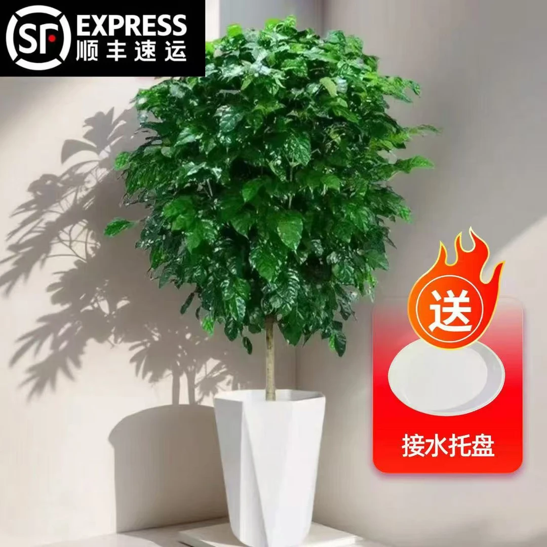 1.1-1.3棒棒糖幸福树顺丰发货送托盘室内健康绿植包邮送货上门