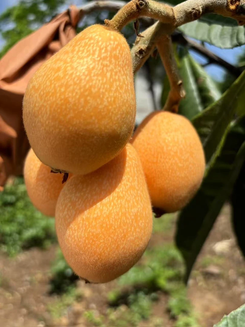 【四川高山汉源大枇杷】皮薄肉厚汁水多新鲜当季现摘现发顺丰包邮