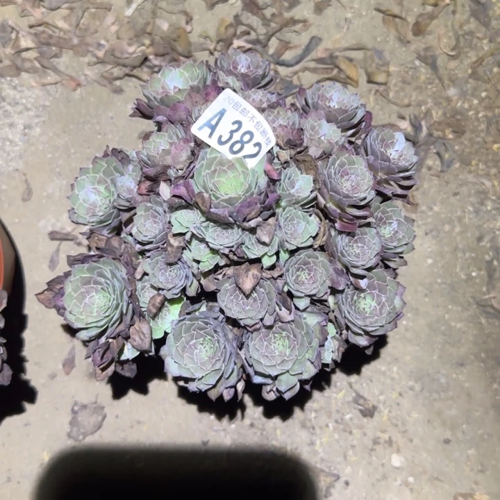 过***客红魔，不包断枝……多肉植物