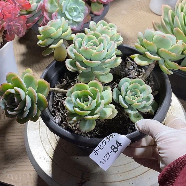 白***主小七夕多肉晨露84