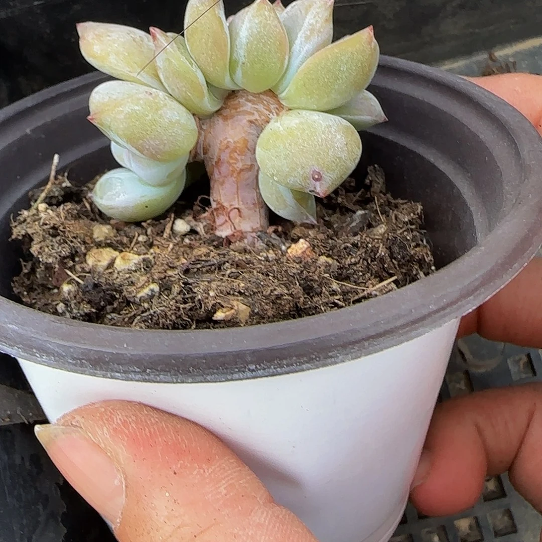 用****02080的5头朵朵树
