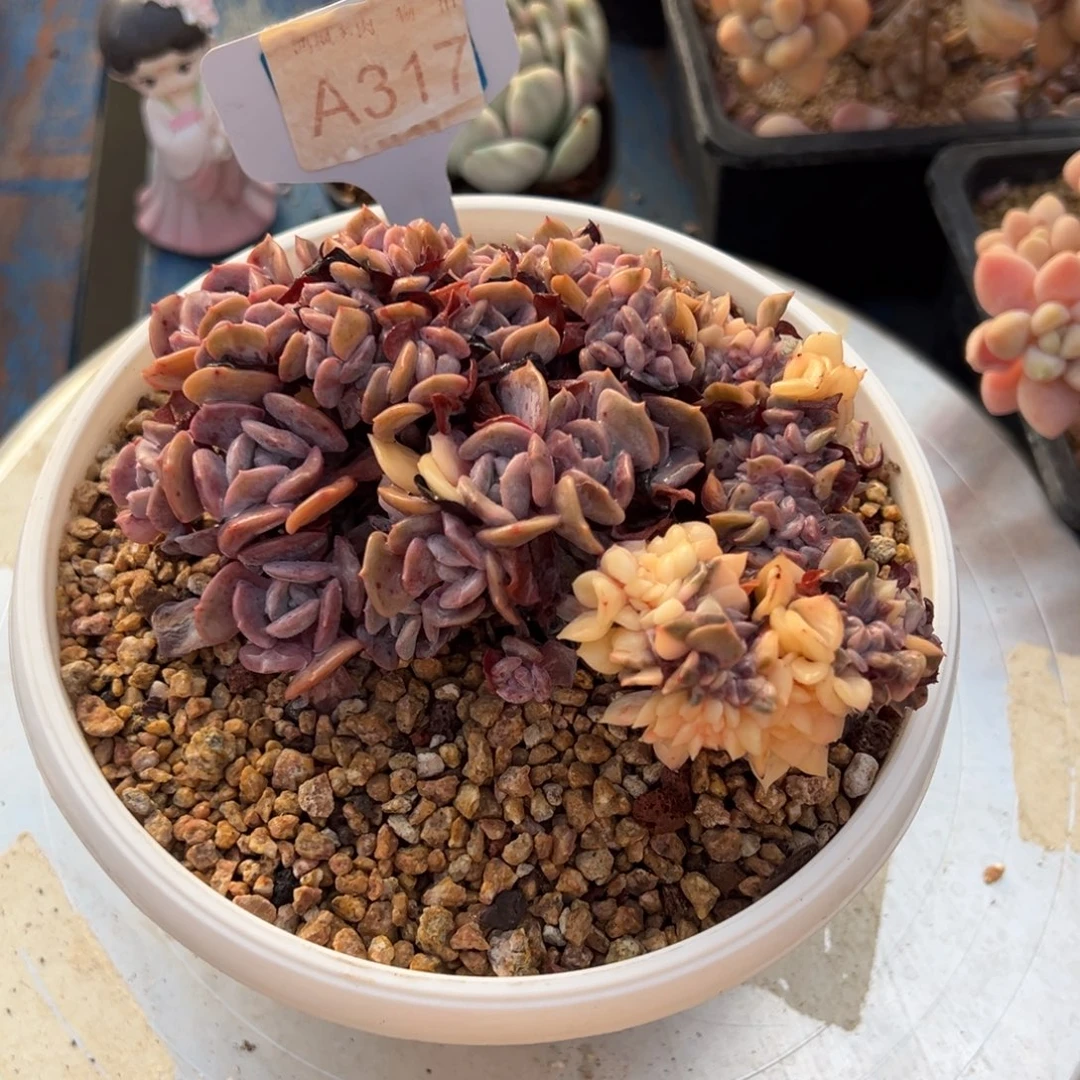 雪精灵锦缀，，，，，，，，，，，