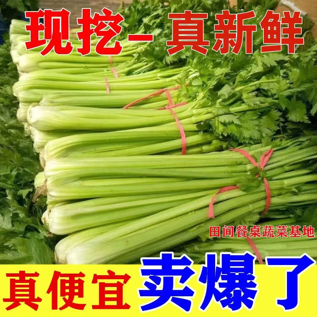 河南农家自种露天种植新鲜西芹玻璃翠榨汁沙拉果蔬带叶发货