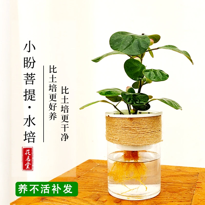 水培小盼菩提树盆栽精致桌面盆景叶片心形清新可爱美观