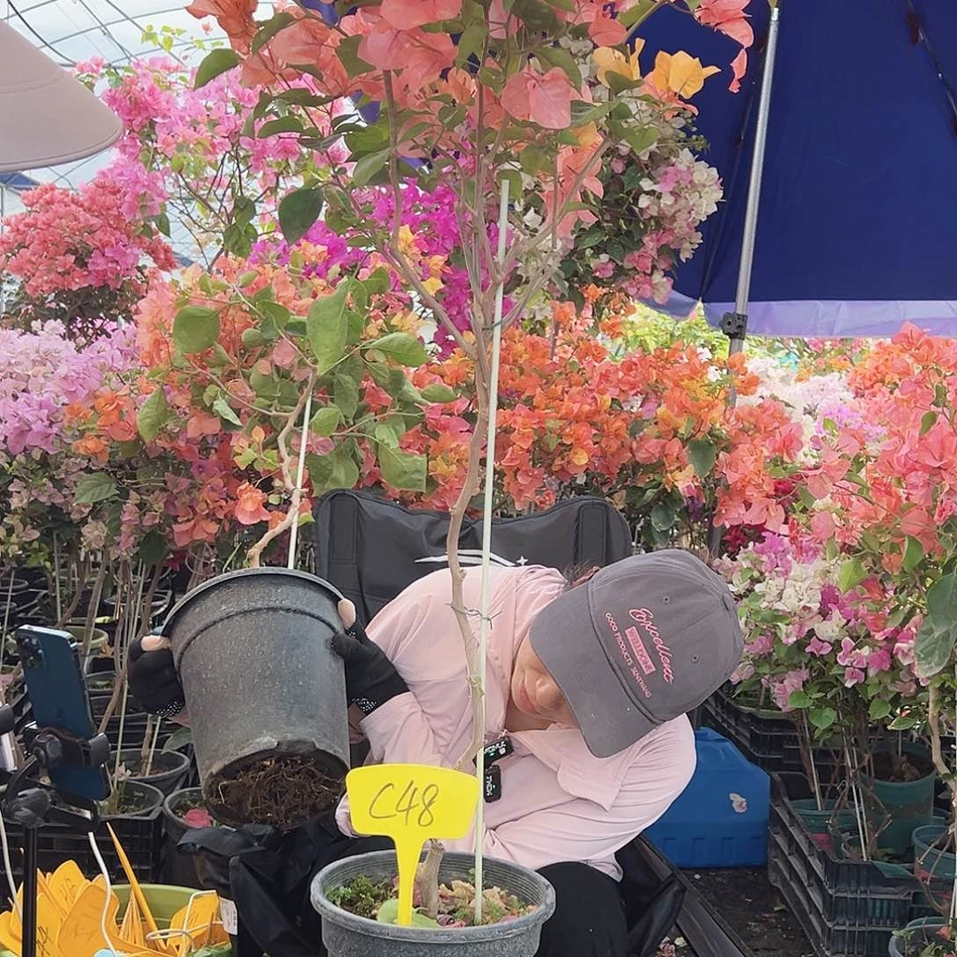 爱****大部分花苞少量开放C48阿达纳