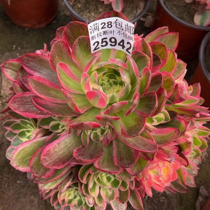 25942海鲜多肉植物