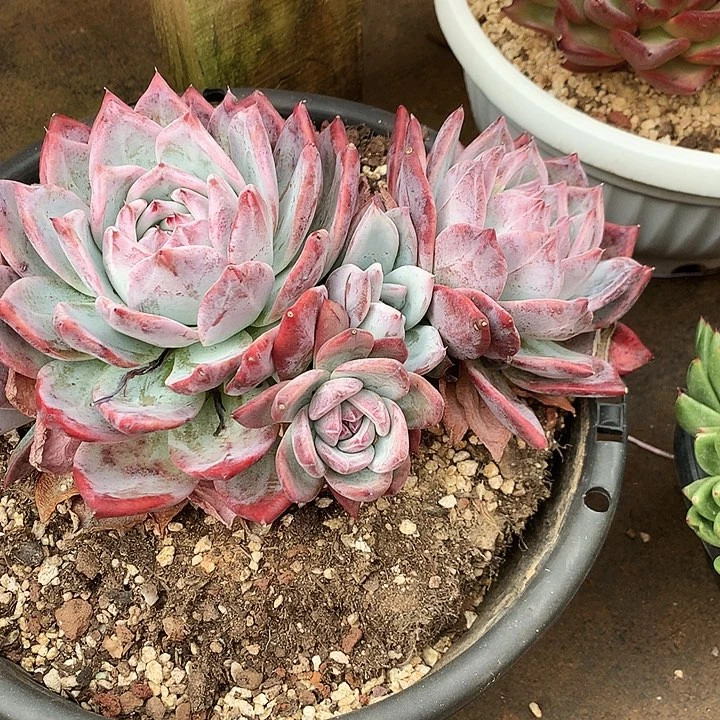 美肉特价活动开始啦